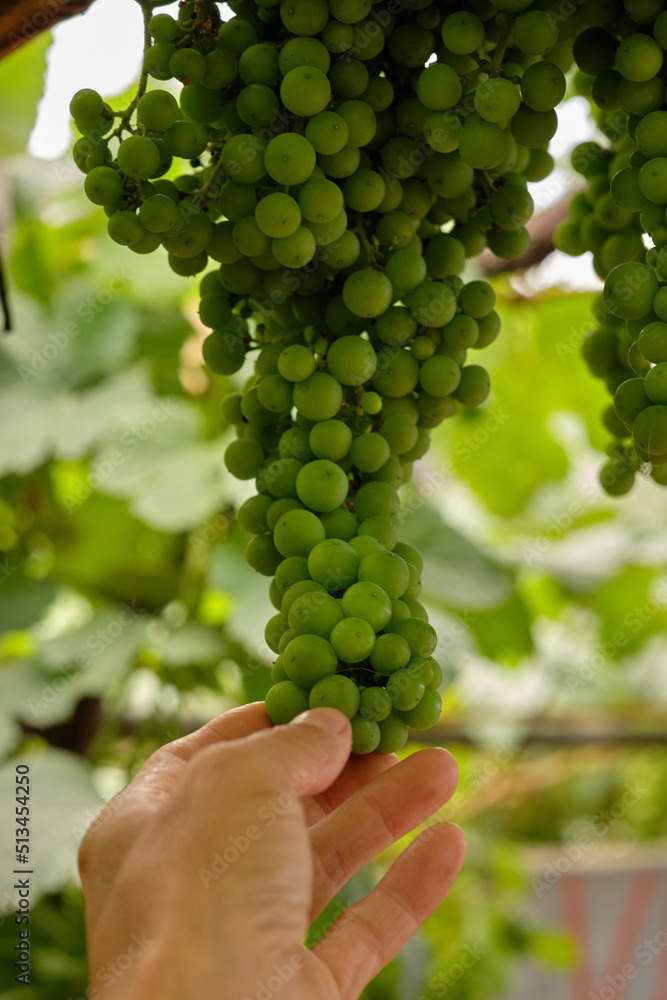 bunch of green grapes hanging from the vine