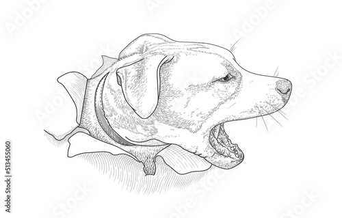 The head of an angry barking dog peeps out of torn white paper. Vector illustration, EPS 10. Concept of protection, aggression and fear. American Staffordshire Terrier. Line drawing.