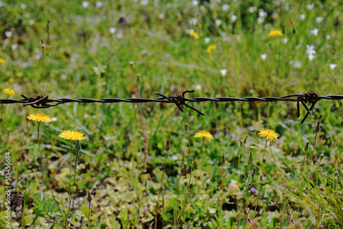 barbed wire and yellow flowers and green graass photo