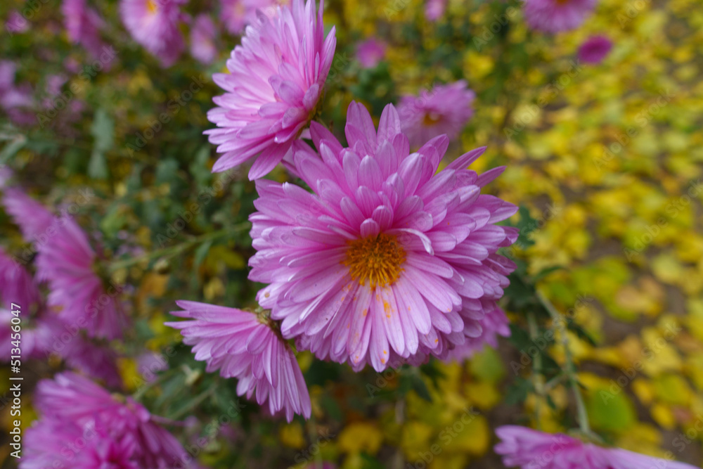 Obraz premium Closeup of three pink flowers of Chrysanthemums in mid November