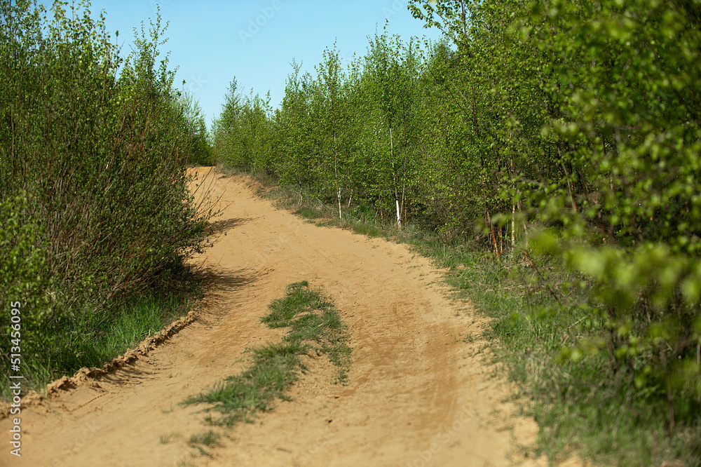 honey young green trees in the forest is a road of sand and clay
