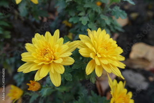 Close shot of two yellow flowers of Chrysanthemums in October