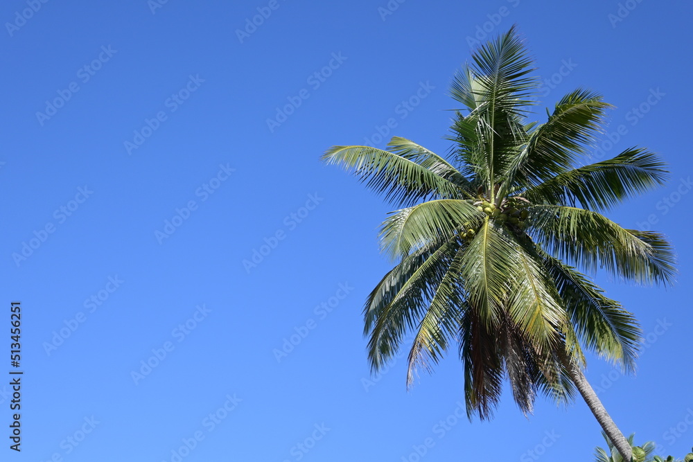 a coconut tree standing on the beach a coconut tree standing on the beach
