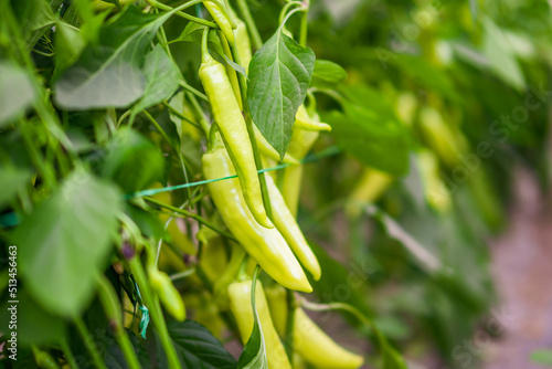 Close up image of ripe chili pepper in greenhouse. 