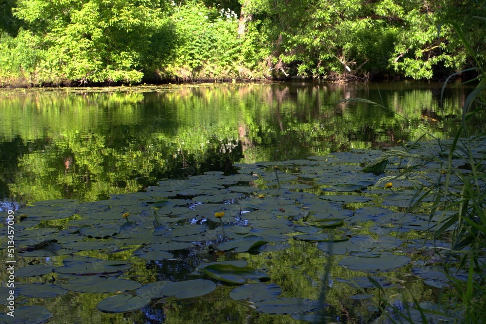 reflection of trees in the water reflection of trees in the water
