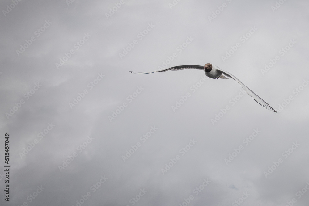 Black Headed Gull Flying against cloudy sky Black Headed Gull Flying against cloudy sky