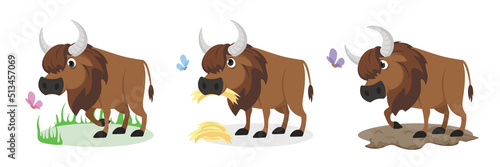 Vector illustration of cute and beautiful yaks on white background. Charming characters in different poses walk, eat hay, and are aggressive in cartoon style.