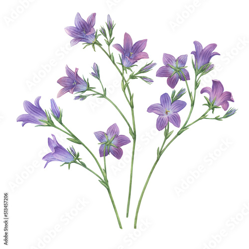 Set of blue spreading bellflower flowers (Campanula patula, little bell, bluebell, rapunzel, harebell). Watercolor hand painting illustration on isolate white background.