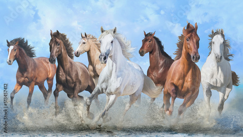 horses-running-on-beach-through-sea-water