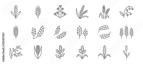 Cereals doodle illustration including icons - pearl millet, agriculture, wheat, barley, rice, maize, timothy grass, buckwheat, proso, sorghum. Thin line art about grain plants. Editable Stroke photo