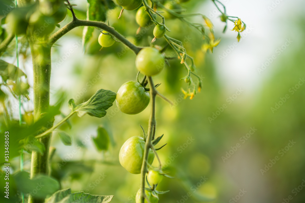 Close up image of unripe cherry tomatoes in greenhouse. 