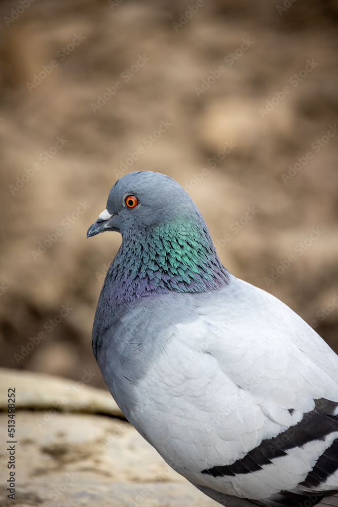 Fototapeta premium gros plan sur un joli pigeon