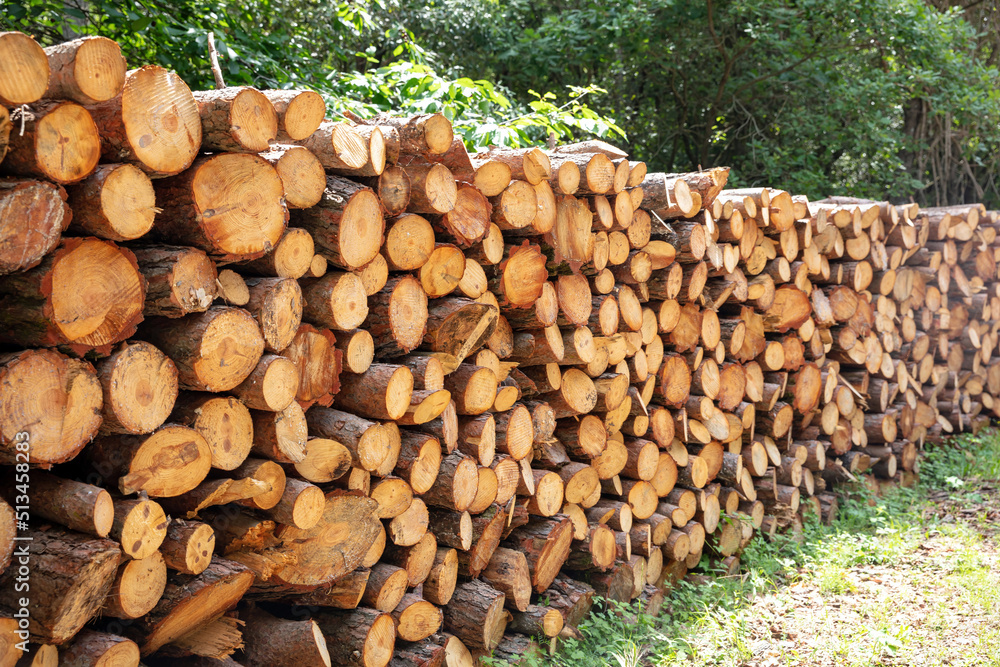 Wood log stack, timber winter stock. Firewood storage in forest background. Round tree trunk cut