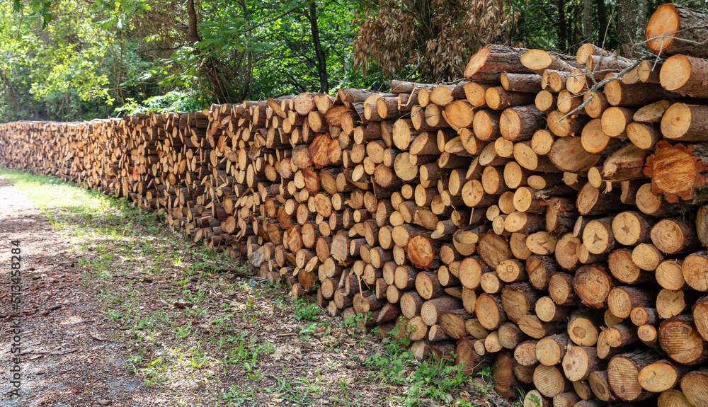 Timber storage, tree log stack. Firewood stock in forest background. Round trunk cut in sawmill