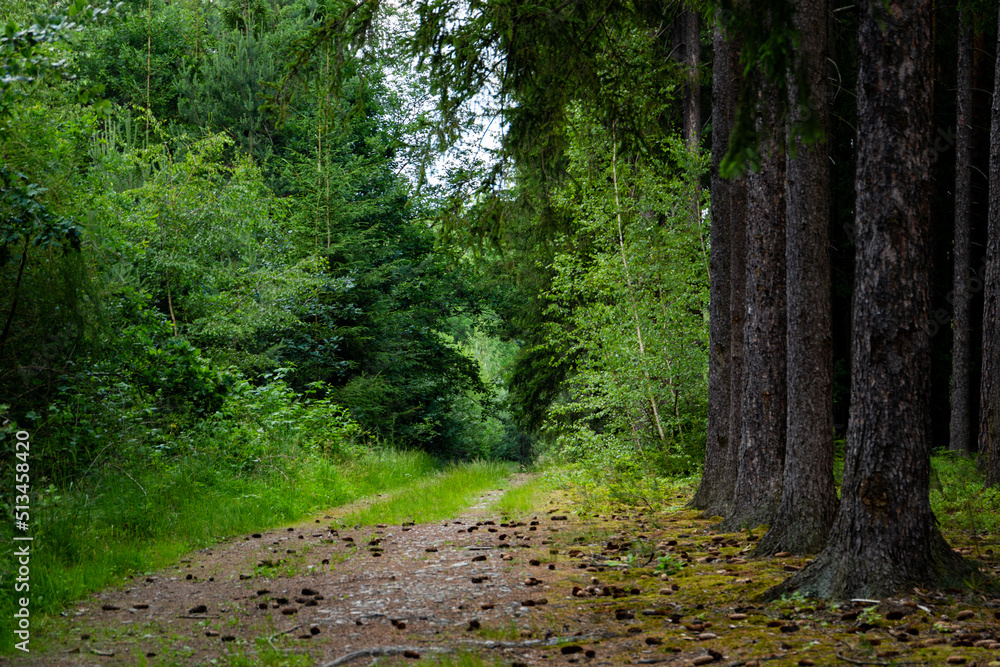 Obraz premium Path in the summer forest. Mixed forest on a summer day.