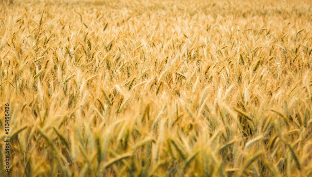 Rye ears ripen in the field. Selective focus. Natural background. Rye ears ripen in the field. Selective focus. Natural background.