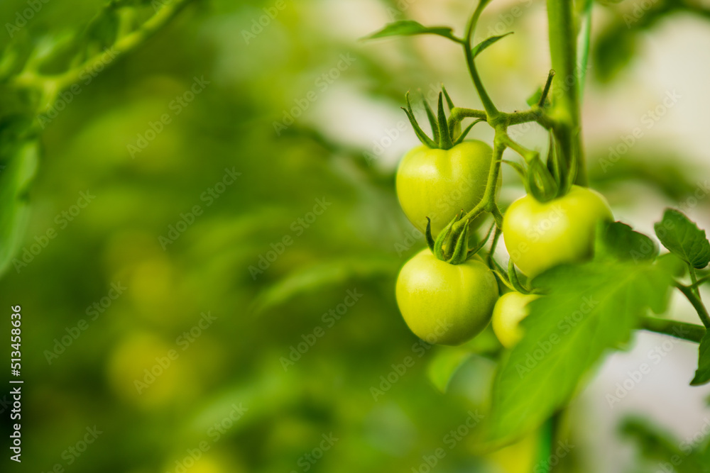 Close up image of unripe tomatoes in greenhouse. 
