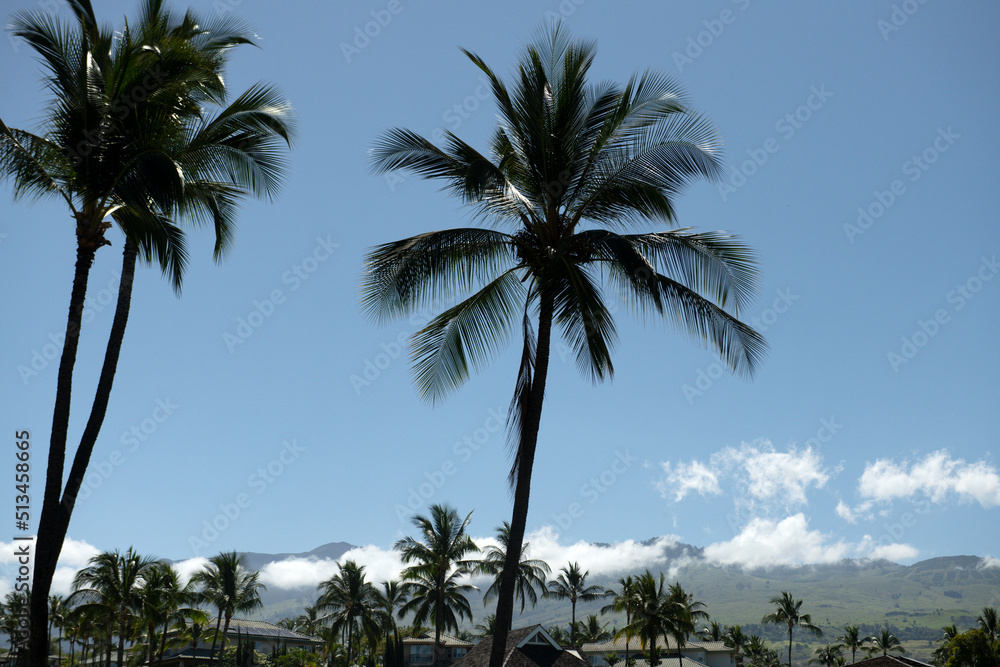 Palms landscape. Coconut palm trees, beautiful tropical texture with sun light on sky abstract background.