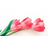 A bouquet of delicate tulips light pink on white with a place for text
