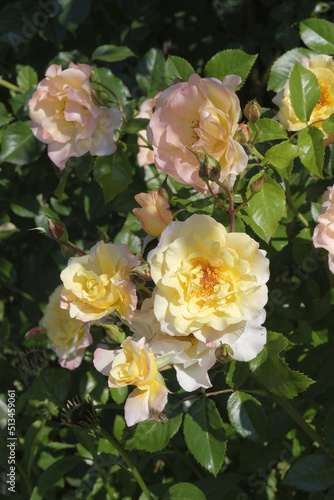 Rose flowers Moonlight in the sun's rays. Close-up