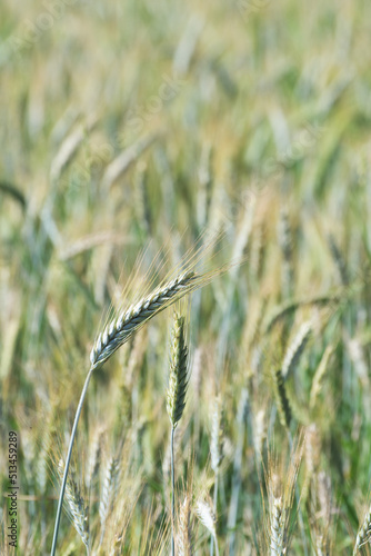 Maturing rye awns in the rye field. Agriculture, farming, food, GMO and beer concepts.