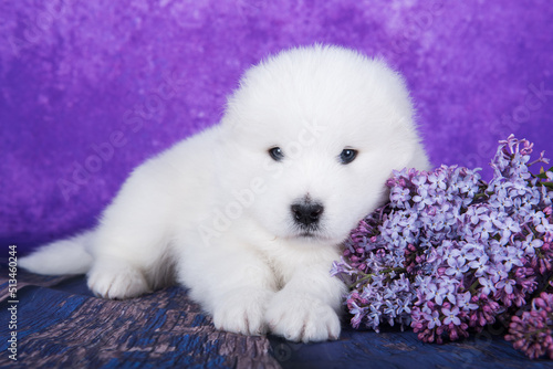 White fluffy small Samoyed puppy dog is sitting on purple background with lilac flowers