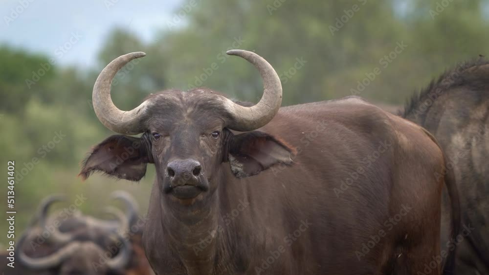 African Buffalo - Syncerus caffer or Cape buffalo is a large Sub-Saharan African bovine. Portrait in the savannah in Masai Mara Kenya, calf of big black horny mammal on the grass, front view. African Buffalo - Syncerus caffer or Cape buffalo is a large Sub-Saharan African bovine. Portrait in the savannah in Masai Mara Kenya, calf of big black horny mammal on the grass, front view.