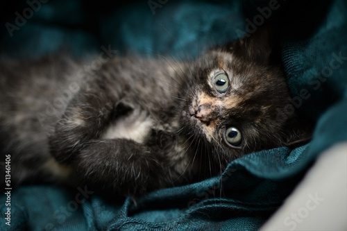 Tortoiseshell cat in oriental style