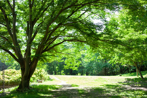 Green Tree © Ray Park Stock Photo