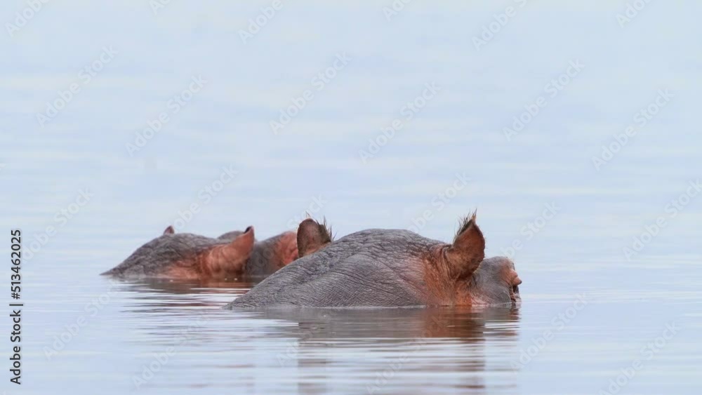 Hippopotamus Hippopotamus amphibius or hippo large, mostly