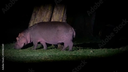 Hippopotamus - Hippopotamus amphibius or hippo large, mostly herbivorous, semiaquatic mammal native to sub-Saharan Africa, big adult feeding on the green wet meadow near the water during the night. photo