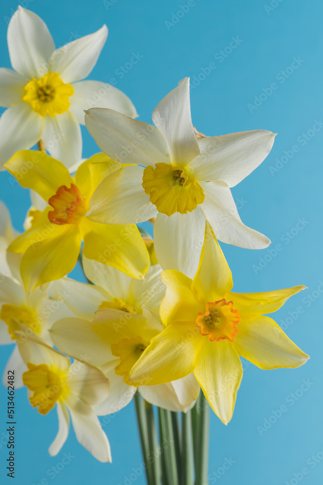 White and yellow daffodils on a blue background. Flower with orange center. Spring flowers. A simple daffodil bud. Narcissus bouquet. Floral concept. White and yellow daffodils on a blue background. Flower with orange center. Spring flowers. A simple daffodil bud. Narcissus bouquet. Floral concept.