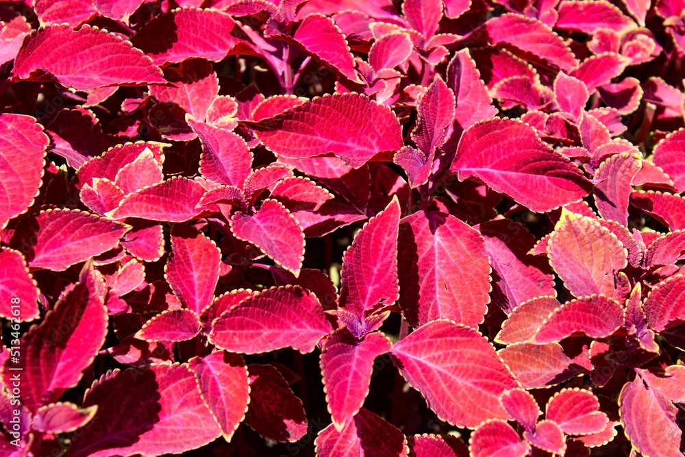 Coloeus Plant. Or Painted Nettle, Trailing Coloeus, Blumei, Solenostemon Scutellarioides. Red Plant Wallpaper Coloeus Plant. Or Painted Nettle, Trailing Coloeus, Blumei, Solenostemon Scutellarioides. Red Plant Wallpaper