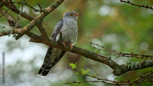 African Cuckoo - Cuculus gularis species of cuckoo in the family Cuculidae, found in Sub-Saharan Africa where it migrates within the continent, grey birdperching on the branch in the tree. photo
