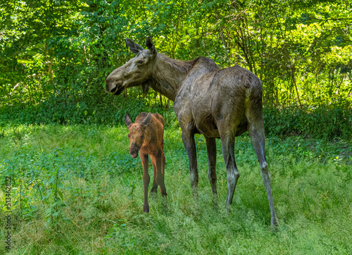 Elk cow with child in the forest. Karlsruhe, Germany, Europe