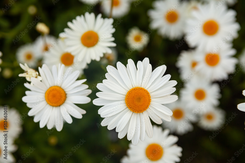 Fototapeta premium Daisy flower garden full bloom plant. Whole field of white marguerite daisy on sunshine