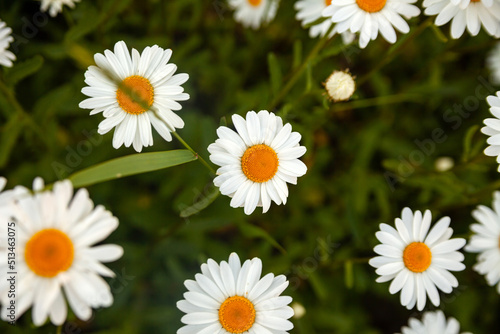 Daisy flower garden full bloom plant. Whole field of white marguerite daisy on sunshine