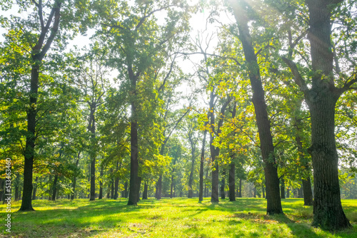 Fototapeta Naklejka Na Ścianę i Meble -  Sunny Summer Day in a Green Leafy Park