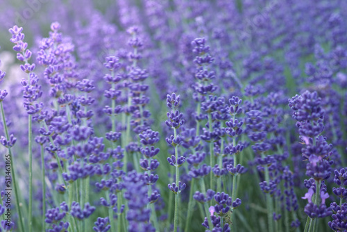 Purple lavender field, flowering lavender bushes. Pastel colors background. Soft feeling of a dream.