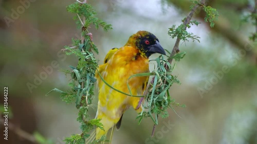 Village Weaver - Ploceus cucullatus also Spotted-backed or Black-headed weaver, yellow bird in Ploceidae found in Africa, producing, weaving and making the nest from the grass and reed.  photo