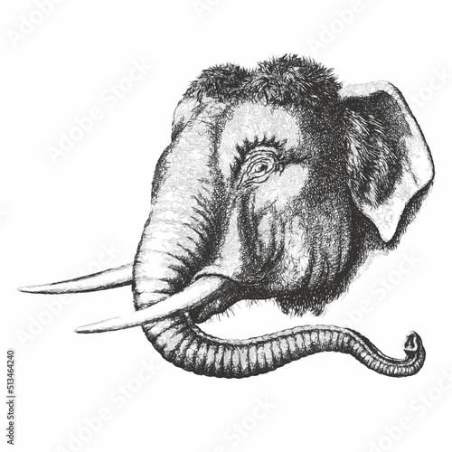 Elephant portrait. Doodle s...