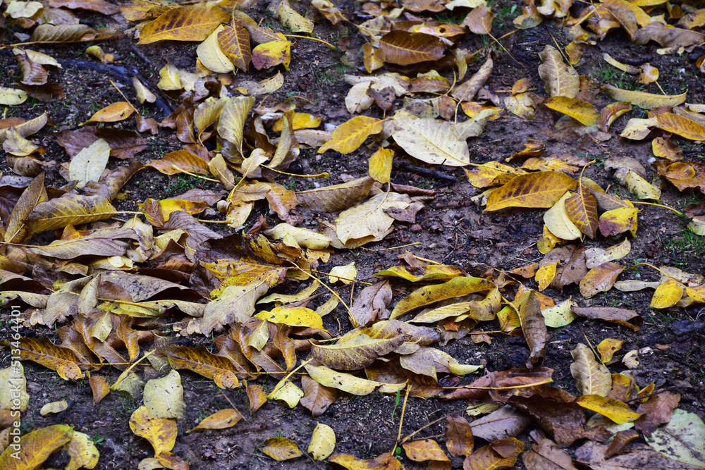 autumn walnut leaves on ground