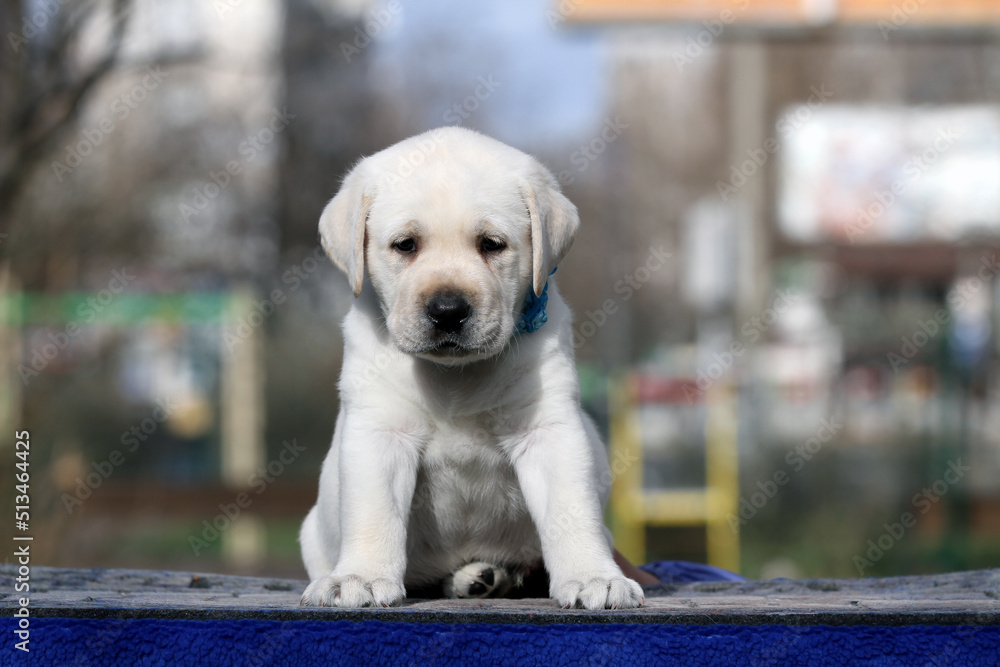 the nice yellow labrador puppy in summer close up the nice yellow labrador puppy in summer close up