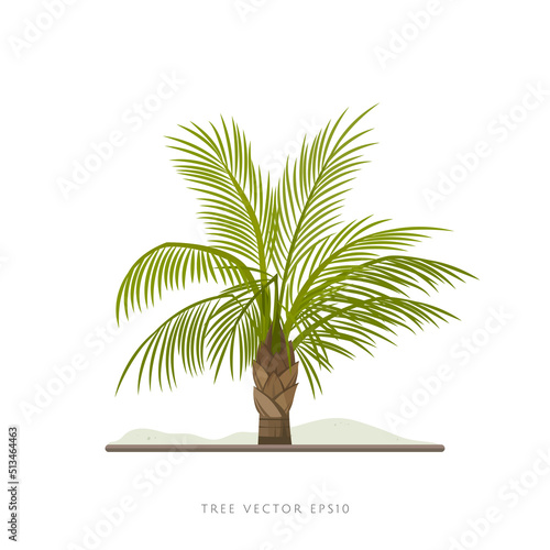 Palm tree vector illustration isolated on white background
