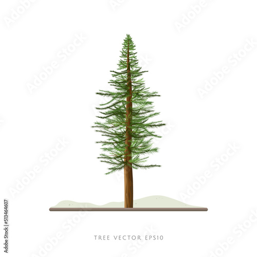 Pine tree vector illustration isolated on white background