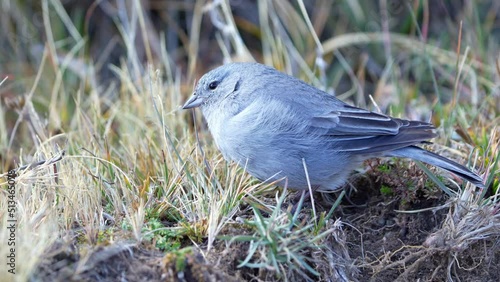 Close-up view of a  Plumbeous Sierra-Finch (Geospizopsis unicolor) feeding on seeds in the mountains of northern Argentina. Slow motion. photo