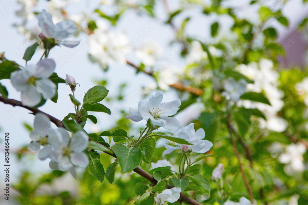 Blooming branch of an apple tree