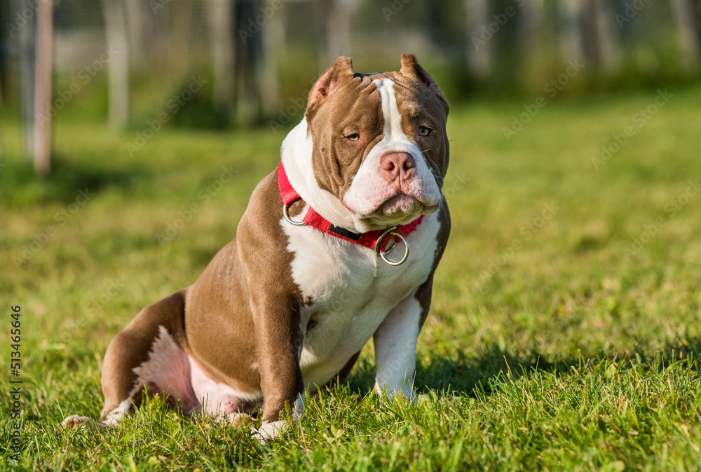 Chocolate color American Bully male dog is on green grass Chocolate color American Bully male dog is on green grass