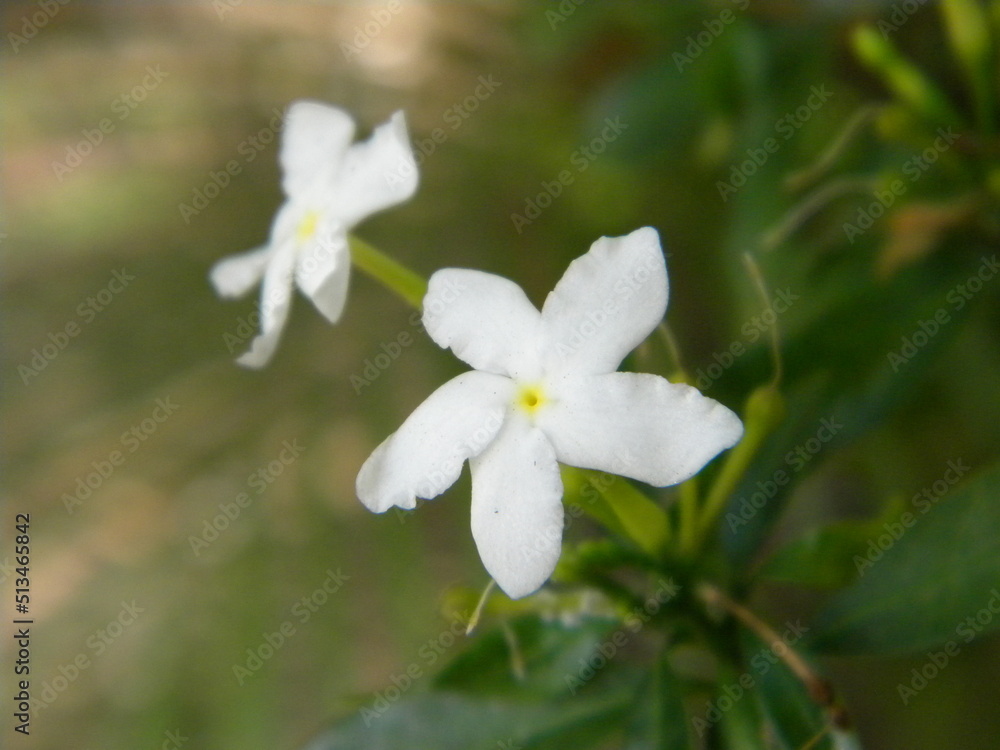 close up of a white flower. white flowers in the garden, white spring flowers close up of a white flower. white flowers in the garden, white spring flowers