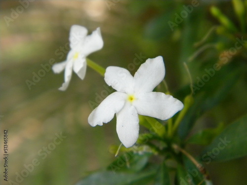 Fototapeta Naklejka Na Ścianę i Meble -  close up of a white flower. white flowers in the garden, white spring flowers